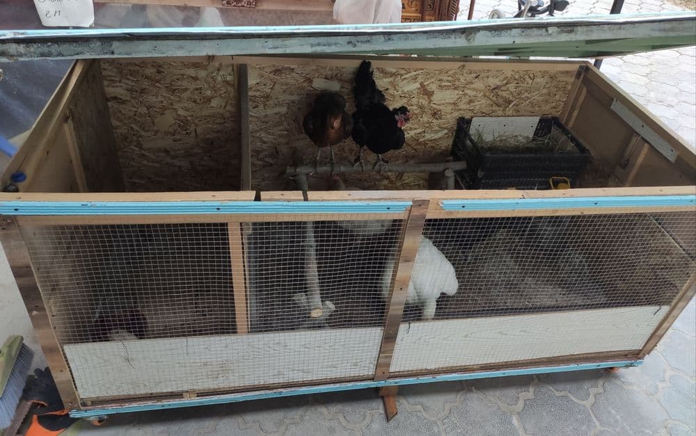 Tovuq katak balonli. Damawni tovuq va jojalari bilan. — 2