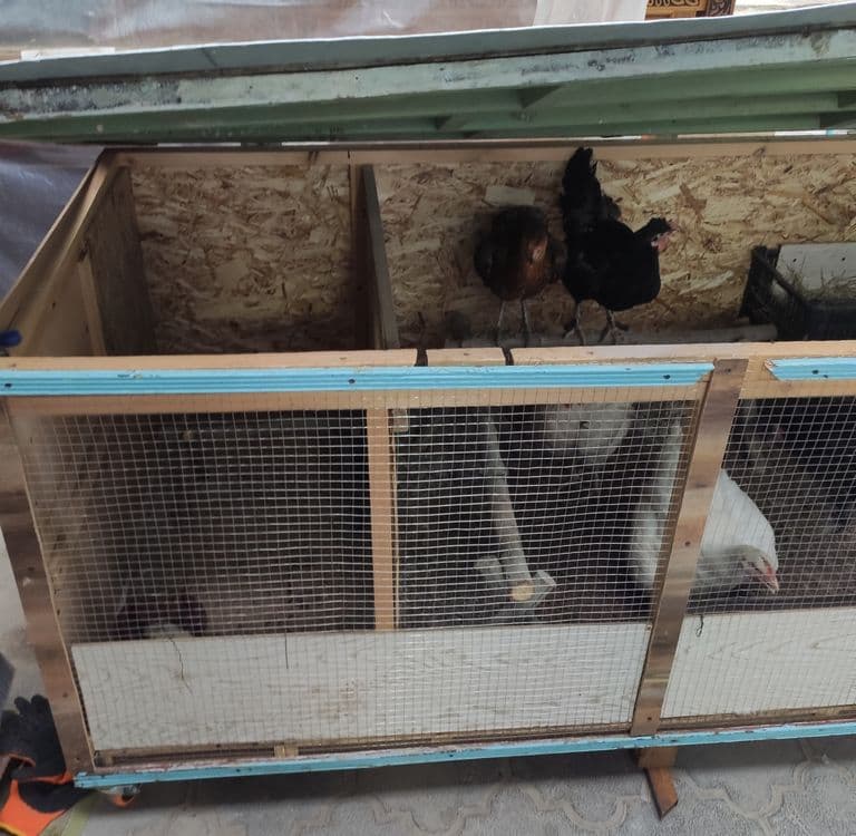 Tovuq katak balonli. Damawni tovuq va jojalari bilan. — 4