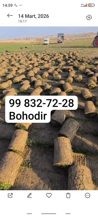 Gazon ekish va palif qilish urugʻ sepish lanshab qilish — 3