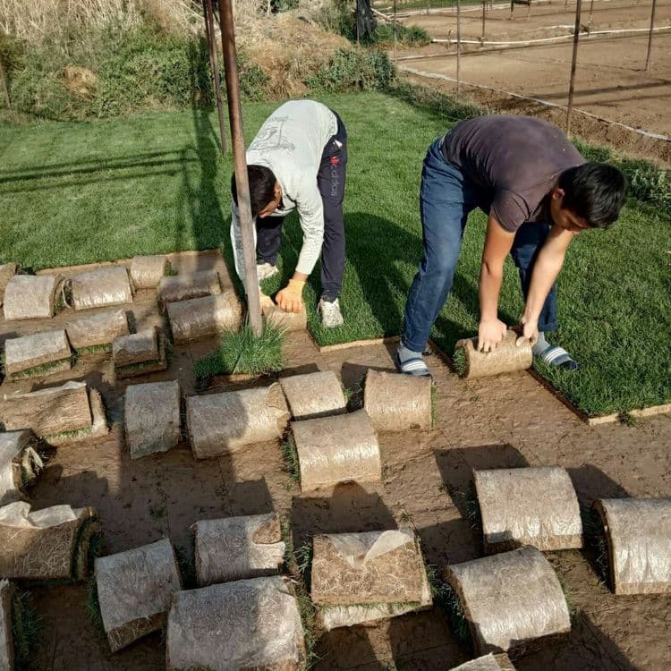 Газон экиш хизмати — 2
