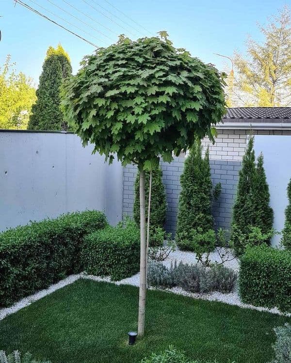 Gazon ekish landshaft dizayn xizmati Suniy gazon ornatish — 4