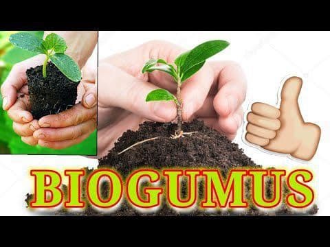 Biogumus va Gazon Urugʻlari Sotiladi — 1