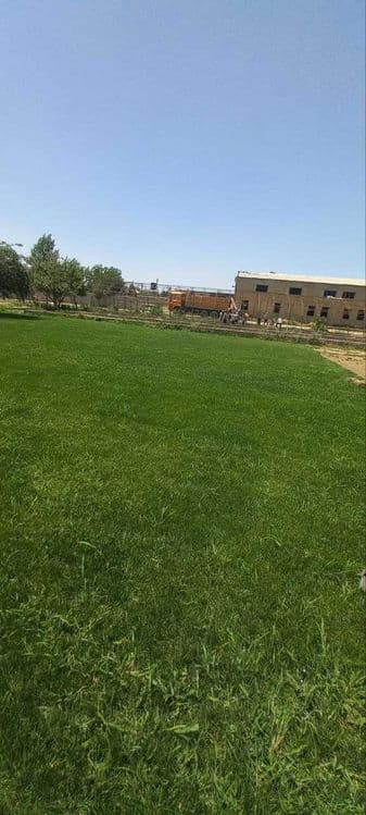 Tayyor gazon    sotiladi — 2
