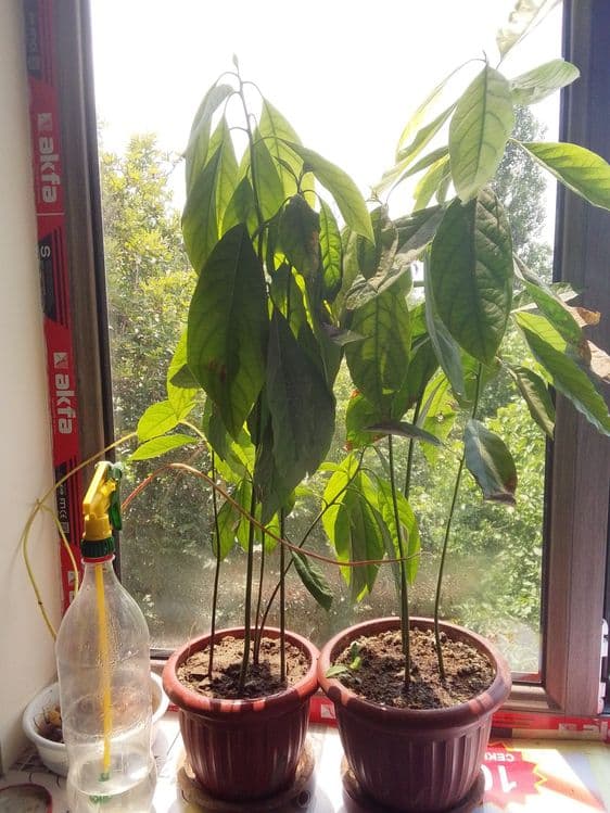 Avakado kochatlati — 1
