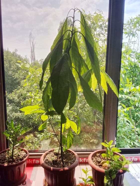 Avakado kochatlati — 3