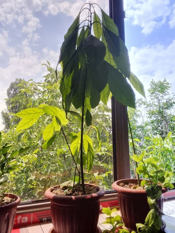 Avakado kochatlati — 4