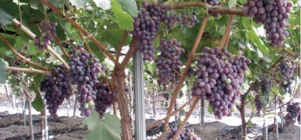 Саженцы винограда, фундука, миндаля, подвои, клоны и др. (Италия) — 3