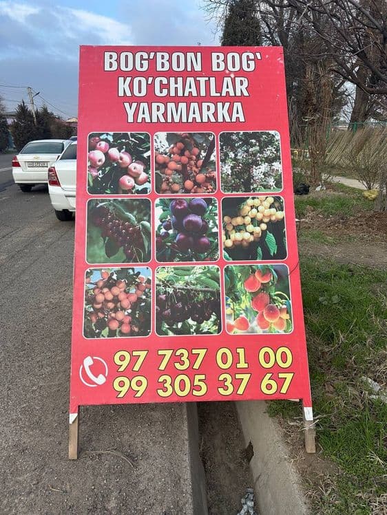 Dala ko'chatlari sotiladi 5000 — 1