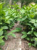 1 yoshli limon ko'chatlari sotuvda optim. Однолетние саженцы лимона