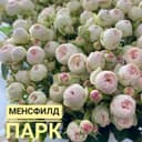 Саженцы Розы Качество, без пересорта