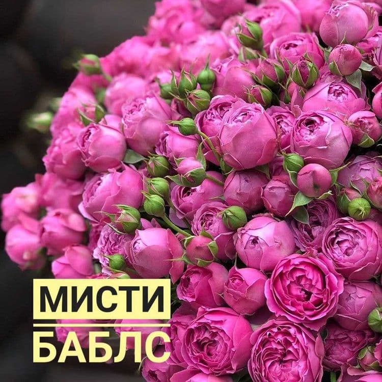 Саженцы Розы  Качество, без пересорта — 2