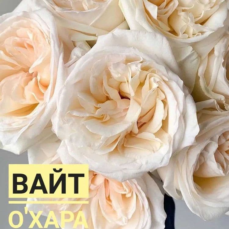 Саженцы Розы  Качество, без пересорта — 3