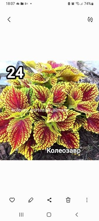 Саженцы колеусов — 1