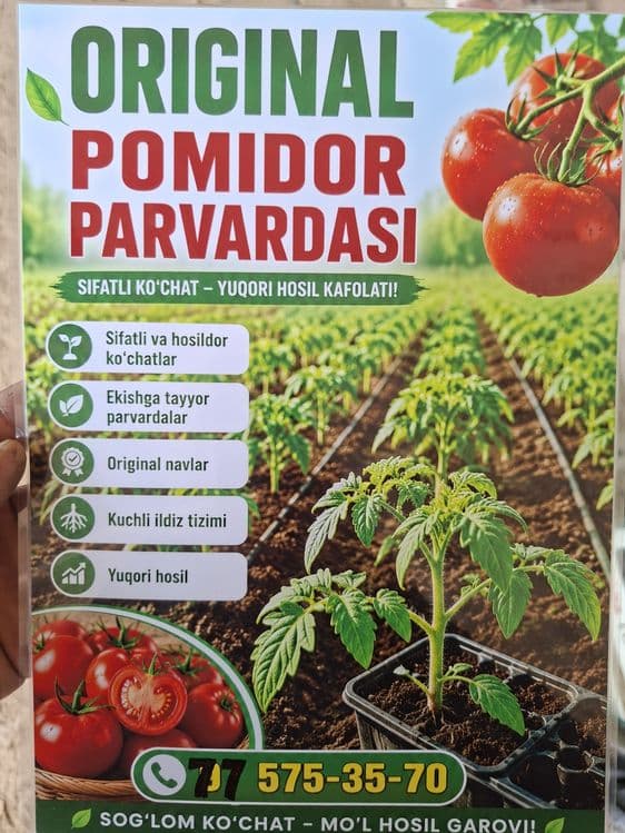 Кучат памидор зур — 4