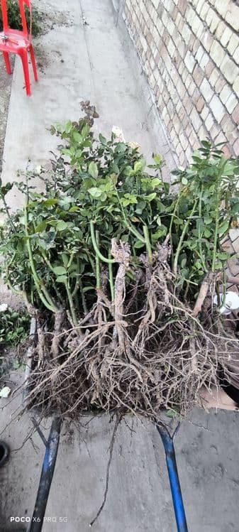 Gul koʻchatlar sotiladi — 4