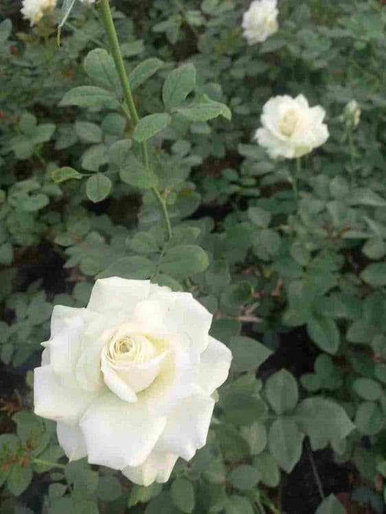 Atirgul ko'chatllariga sotiladi — 5