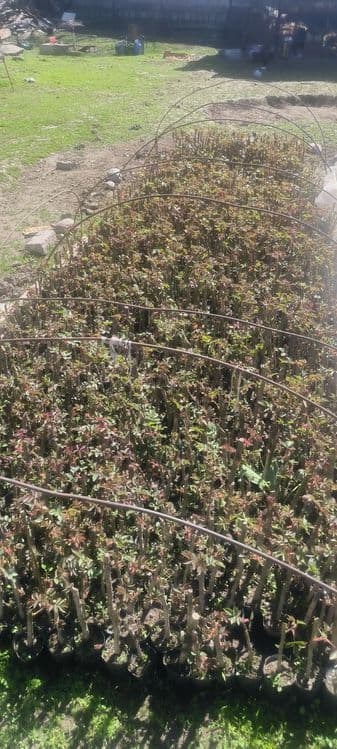 Atirgul kochatlari — 2