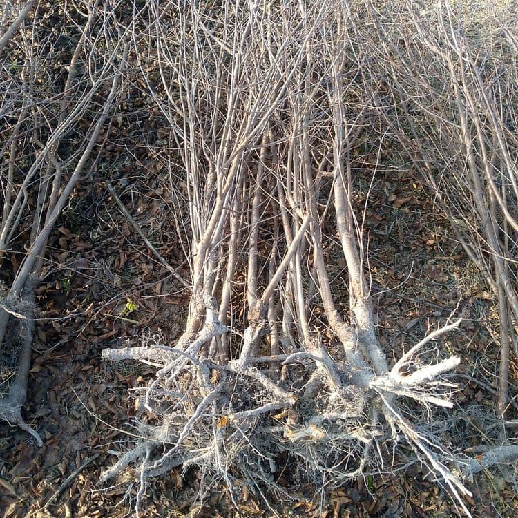 Olcha va Shiponka koʻchat — 1