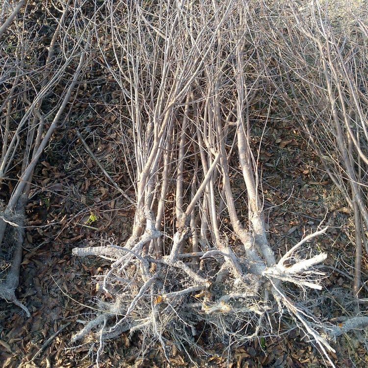 Olcha va Shiponka koʻchat — 3