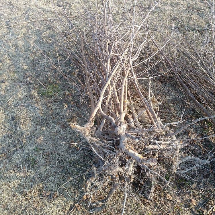 Olcha va Shiponka koʻchat — 4