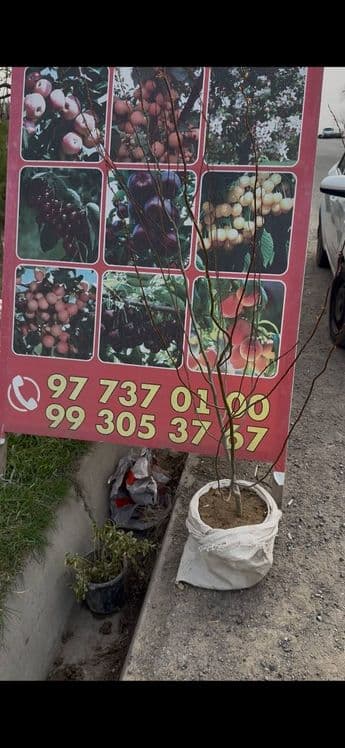 Xarxil gul Ko'chatlar sotiladi — 2