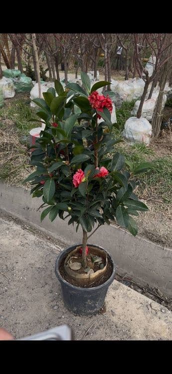 Xarxil gul Ko'chatlar sotiladi — 4
