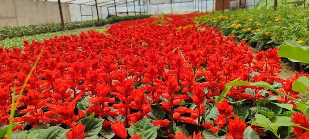 Salvia zakaz olamiza — 1