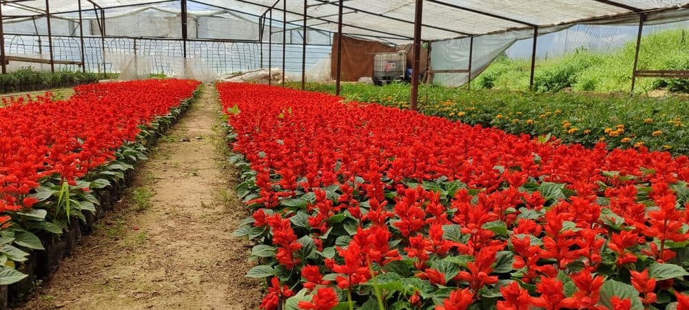 Salvia zakaz olamiza — 2