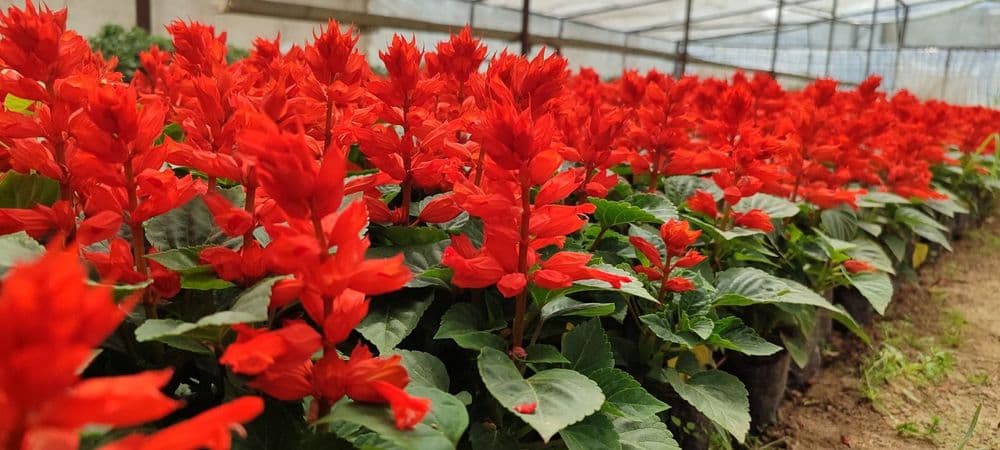 Salvia zakaz olamiza — 3