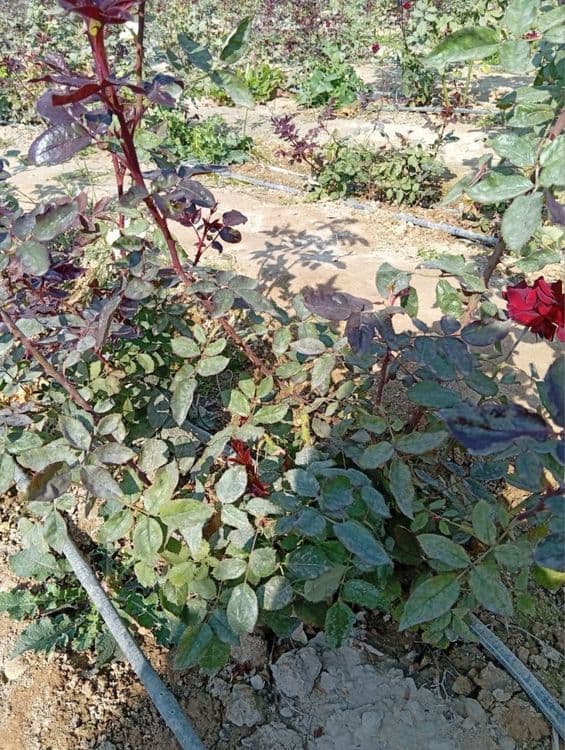 Atir gul kochat sotiladi — 2