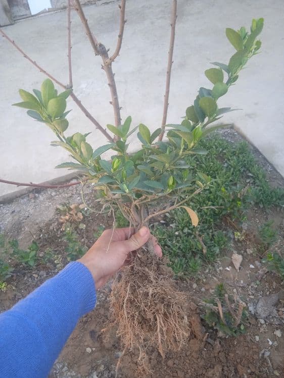 Shamshod arginal kochat — 3