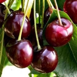 Мевали дарахтлар кучатлари дехкондан . 100% гарантия — 3