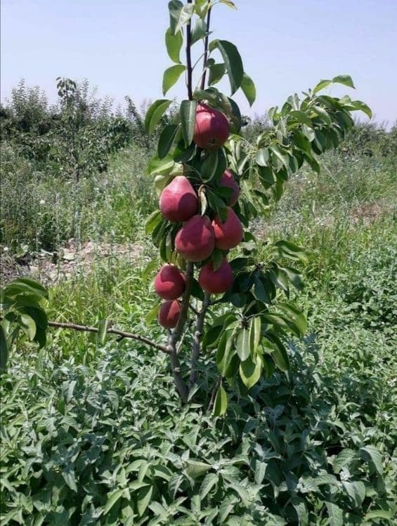 Мевали дарахтлар кучатлари — 1