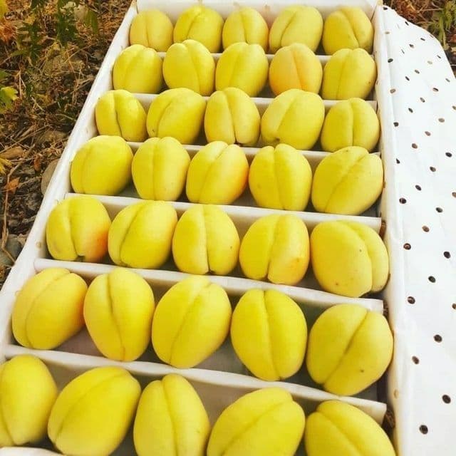 Мевали дарахтлар кучатлари — 7