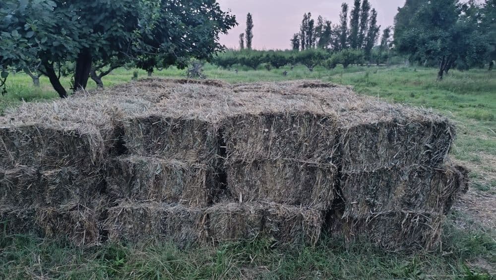 Mayin o'ttan qilingan press sotiladi — 1