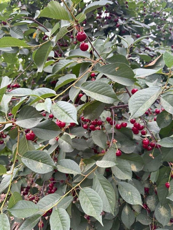 SHIYPONKA bor ko'p miqdorda! Suvli, mazali! — 3