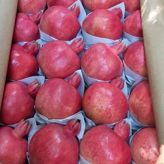 Мевали дарахтлар кучатлари. — 2