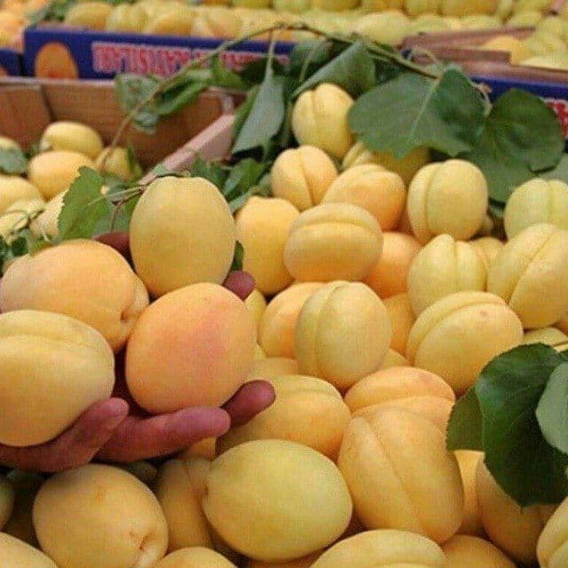 Мевали дарахтлар кучатлари. — 4