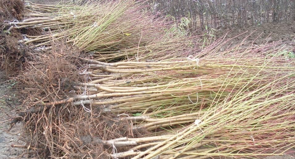 Мевали дарахтлар кучатлари. — 6