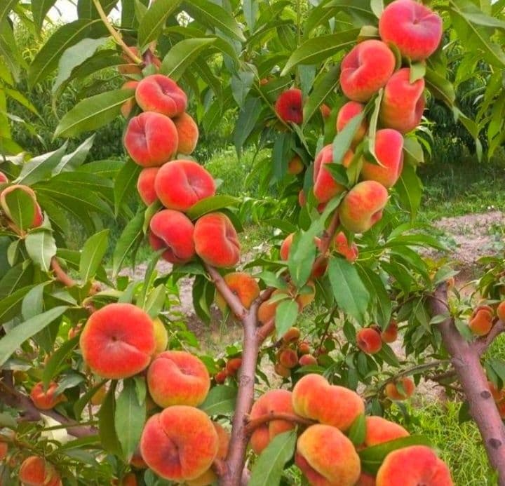 Мевали дарахтлар кучатлари — 2