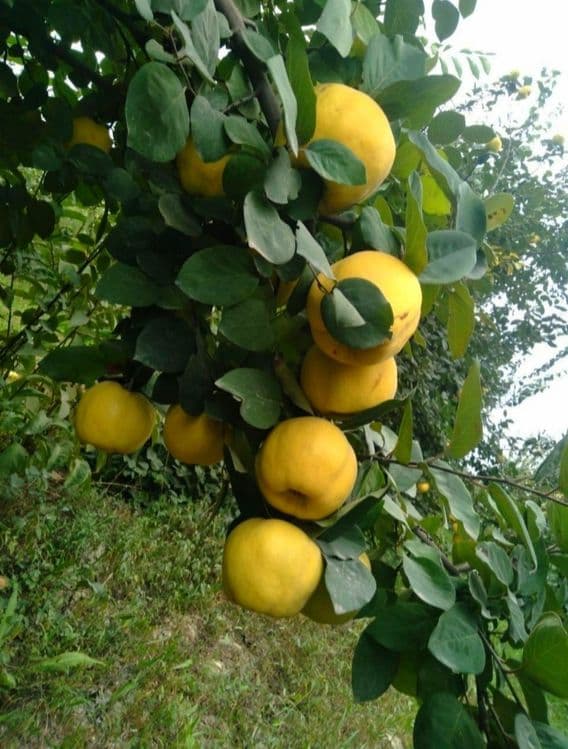 Мевали дарахтлар кучатлари — 3