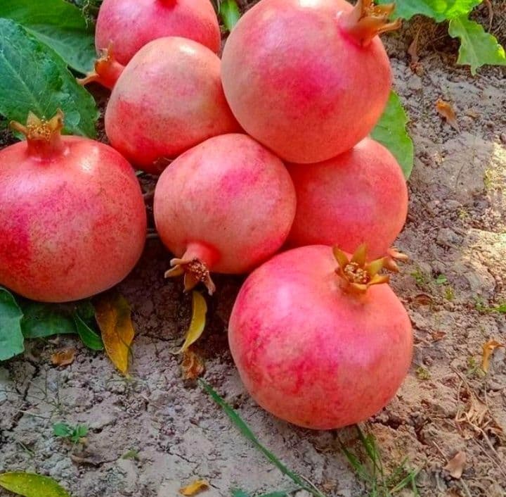 Мевали дарахтлар кучатлари — 4