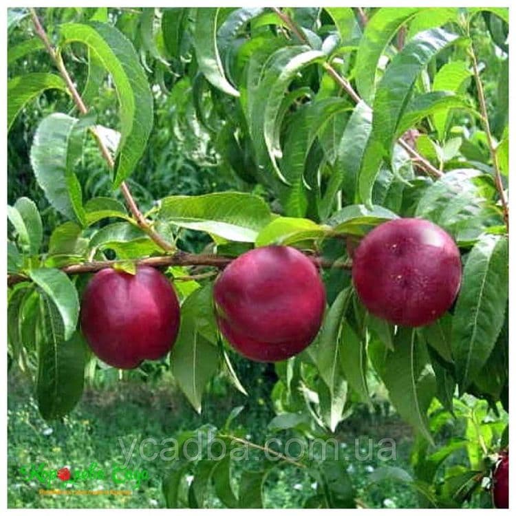 Мевали дарахтлар кучатлари — 6