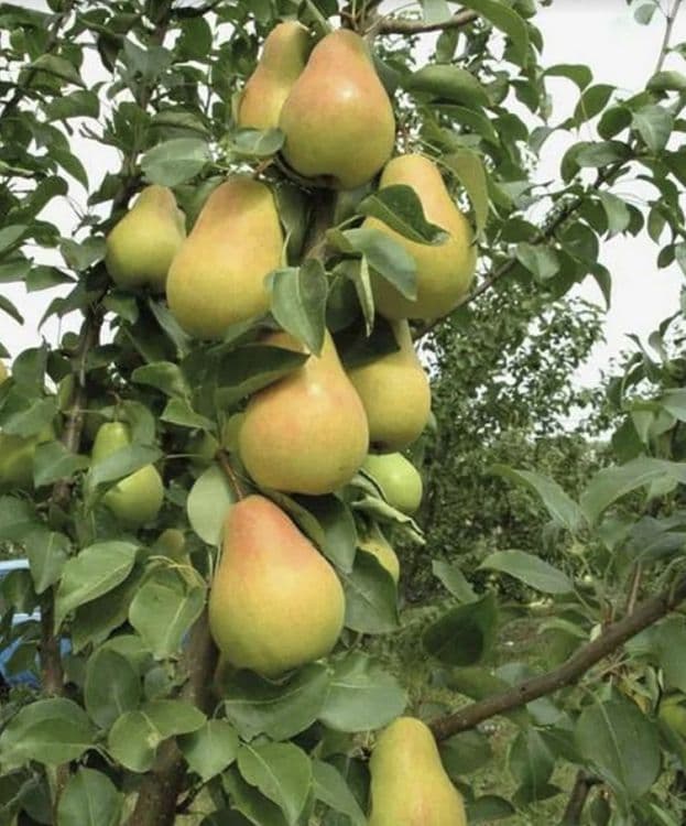 Мевали дарахтлар кучатлари — 7