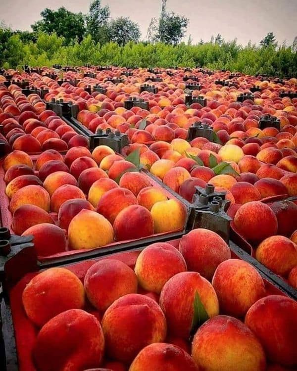 Мевали дарахтлар кучатлари — 8