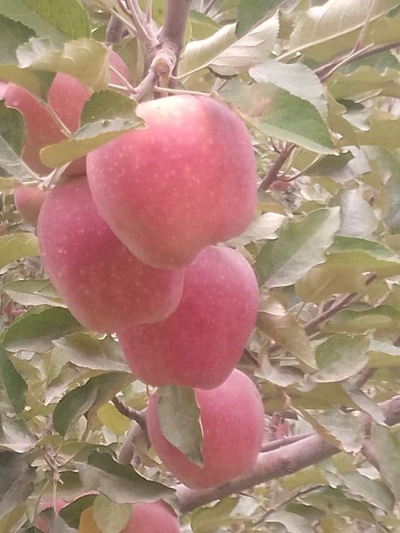 Мевали дарахтлар кучатлари — 1