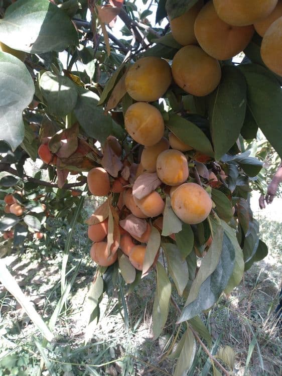 Мевали дарахтлар кучатлари — 6