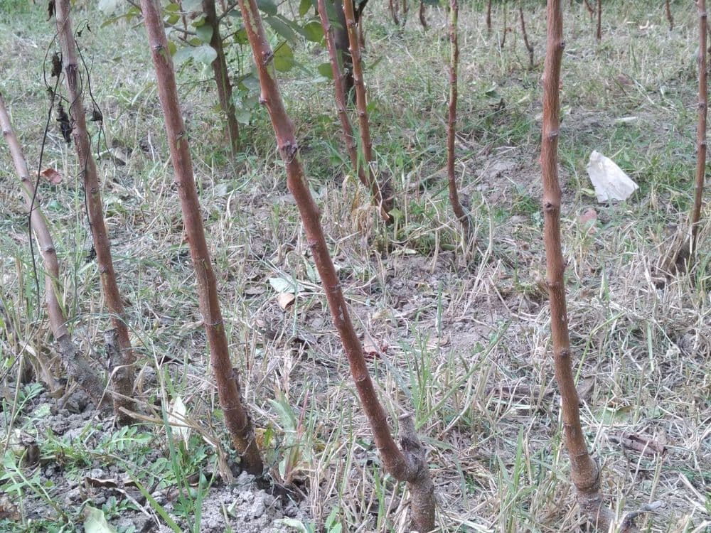 Мевали дарахтлар кучатлари — 8