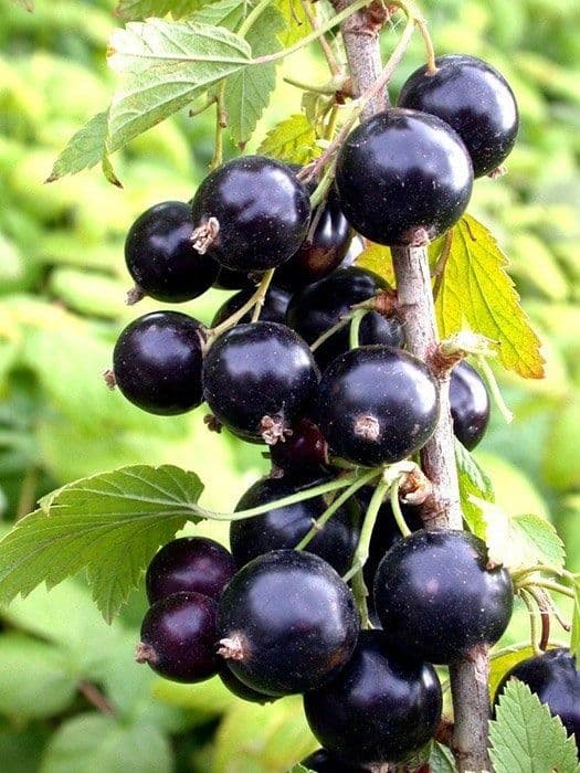 Смородина сотилади — 1
