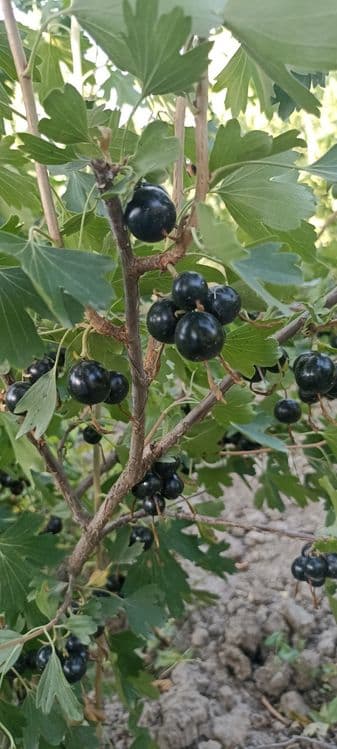 Смородина сотилади — 2